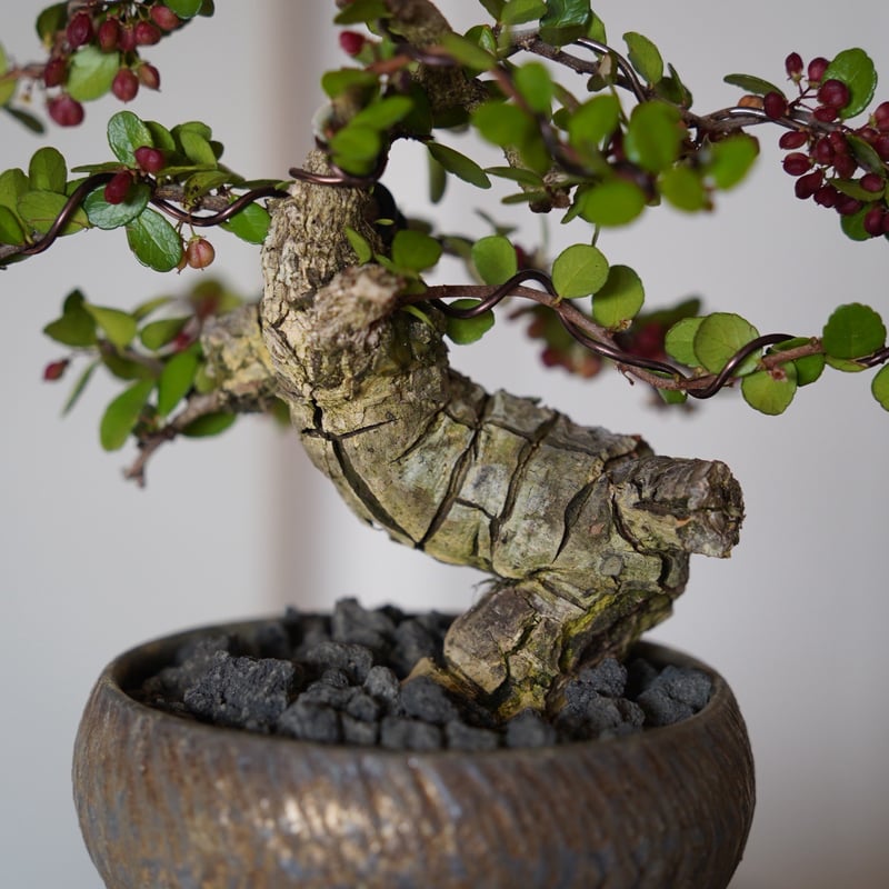 03］伊良部ハリツルマサキ Gymnosporia diversifolia × 磯部祐介