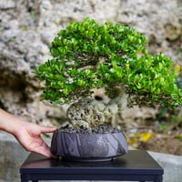 ［02］駝鳥 ハリツルマサキ Gymnosporia diversifolia ×  穂高隆児「 暁 - AKATSUKI - 」7号鉢