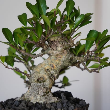 ［26］ハリツルマサキ Gymnosporia diversifolia × 根本峻吾 S.N POT type.low「爪牙 / 堕天 」4号鉢 笠間焼