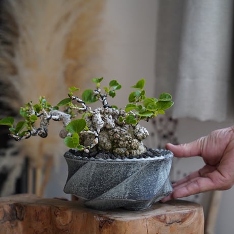 オオハマボウ | STORES