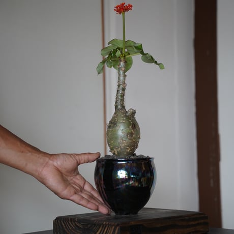 陶賊 -TOUZOKU- bonsai & pottery 陶賊 -TOUZOKU- bonsai & pottery