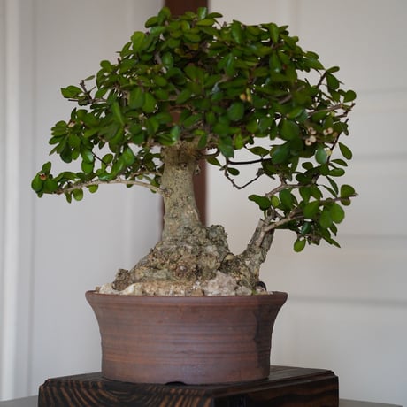［01］ハリツルマサキ Gymnosporia diversifolia × なみひら陶房 「シーサー/ 雄」7号鉢 やちむん