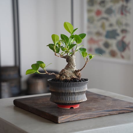 CATEGORY 杉山悠 植木鉢作品 笠間焼 | 陶賊 -TOUZOKU- bonsai &