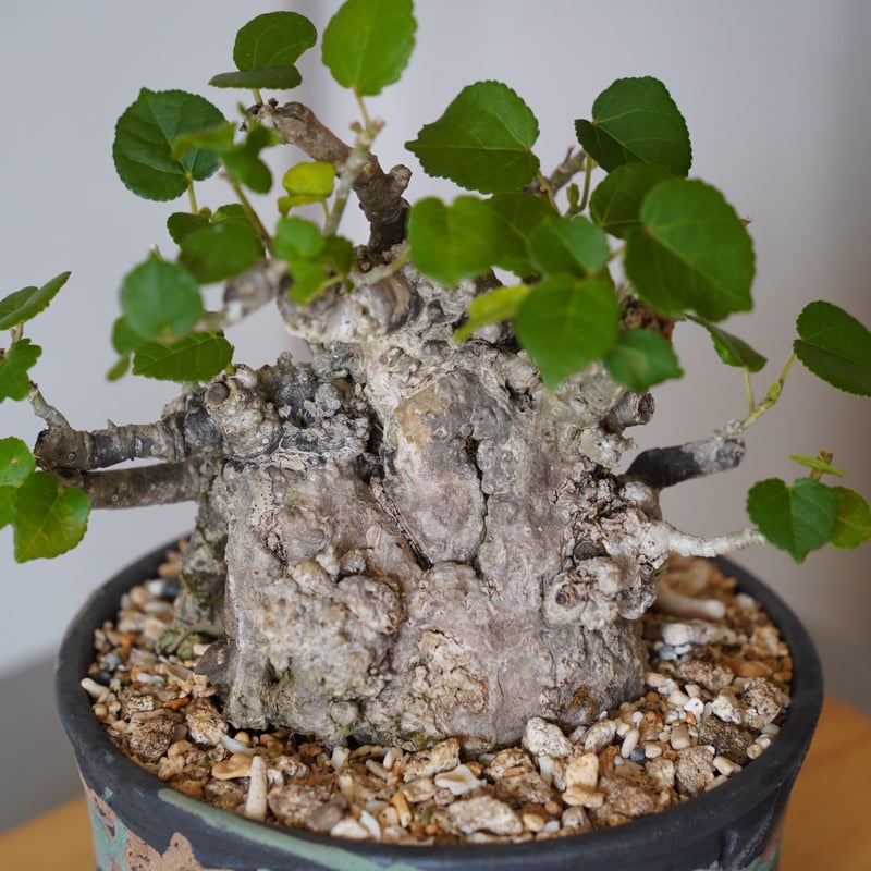 04］太幹オオハマボウ Hibiscus Tiliaceus × 根本峻吾 「鐡