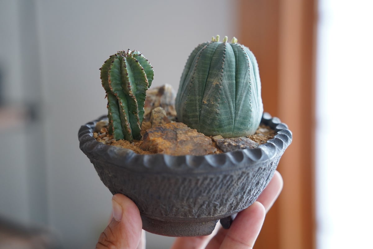 ユーフォルビアホリダhyb 群生　ハビタットスタイル E.ホリダ群生（ハビタットスタイル） 2 – TaiShoDo ONLINE SHOP