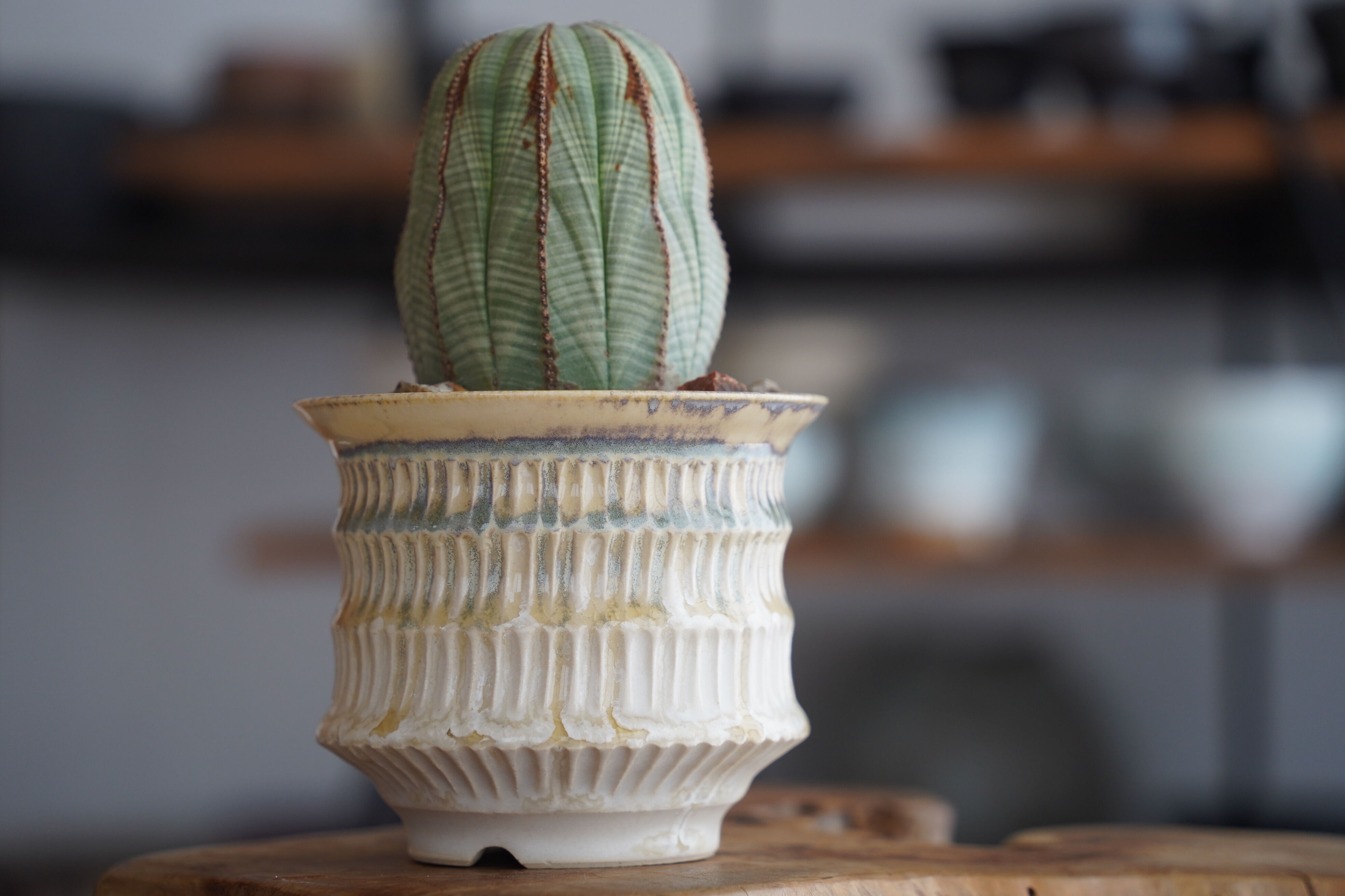 ユーフォルビア オベサ 木質化 φ7.5cm〈メス〉 × 杉山悠 作 4号 植木鉢