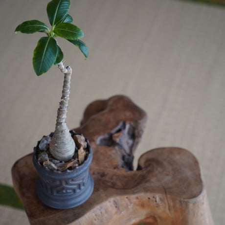 パキポディウム ウィンゾリー × 根本峻吾 作 S.N POT type.slim「 鐡 - kurogane - 」3号 植木鉢 ［No.44］
