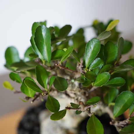 ［26］ハリツルマサキ Gymnosporia diversifolia × 根本峻吾 S.N POT type.low「爪牙 / 堕天 」4号鉢 笠間焼
