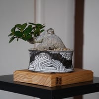 ［17］丸幹 パンダガジュマル Ficus  microcarpa × 根本峻吾 S.N POT type.low「 鐡 - 堕天 - 」5.5号鉢 笠間焼
