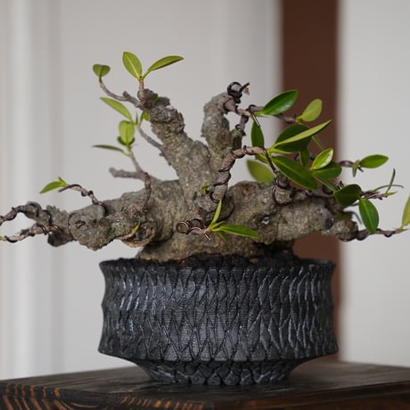 ［76］メデューサ ガジュマル Ficus microcarpa × 沖誠「 Bark / shallow 」4号鉢 笠間焼