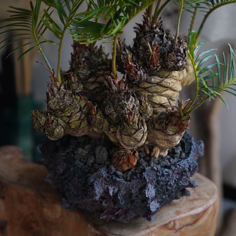 ［07］短小多頭ソテツ Cycas revoluta × G.O.A.T「 GODZILLA 」5号鉢