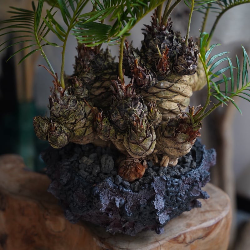 07］短小多頭ソテツ Cycas revoluta × G.O.A.T「 GODZILLA