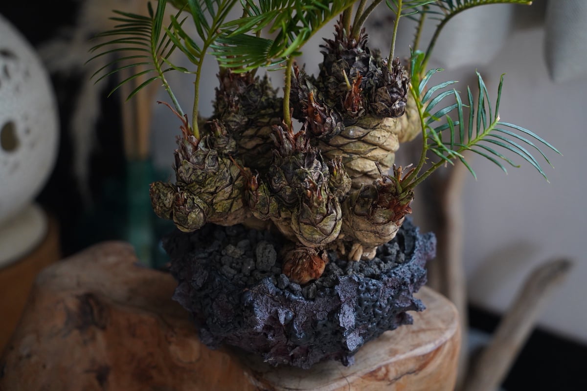 07］短小多頭ソテツ Cycas revoluta × G.O.A.T「 GODZILLA