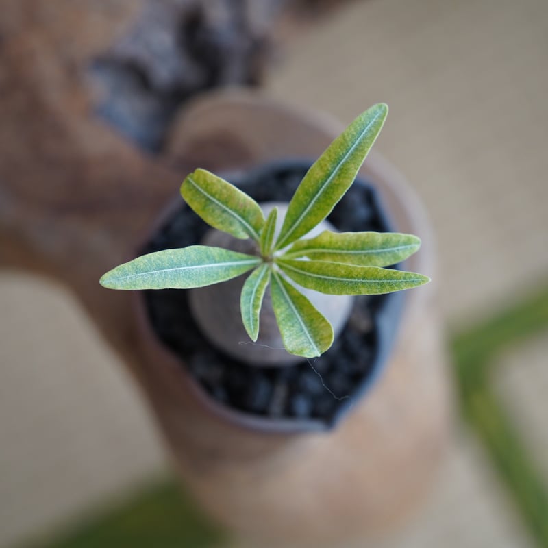 パキポディウム グラキリス × 木村直人 作「輪花 - rinka - 」笠間焼
