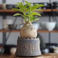 パキポディウム デカリー × 根本峻吾 作 S.N POT type.cylinder「 黑焰 - kokuen - 」4号 植木鉢 ［No.41］