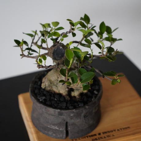 ［11］ドワーフガジュマル Ficus microcarpa × 沼野秀章 「 black wrap 」4号鉢 笠間焼