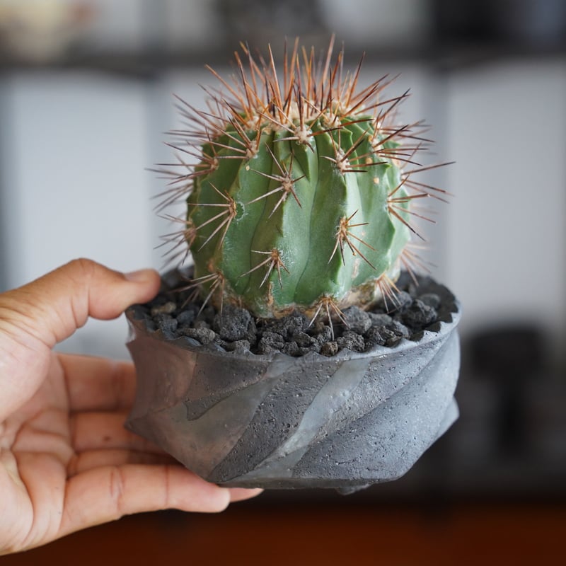 コピアポア ギガンティア × 沖誠 作「Spiral - shallow - 」3号 植木鉢