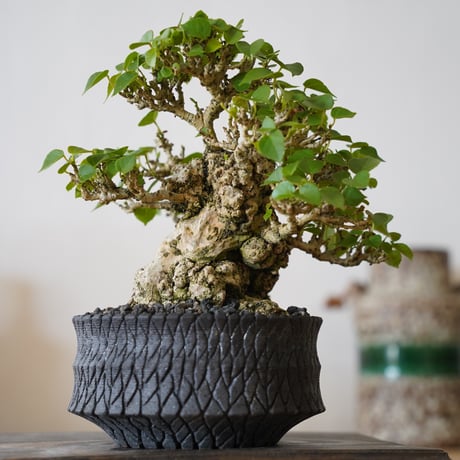 ［07］一級品 小葉イボオオハマボウ Hibiscus Tiliaceus × 沖誠 作「 Bark / shallow 」4号鉢