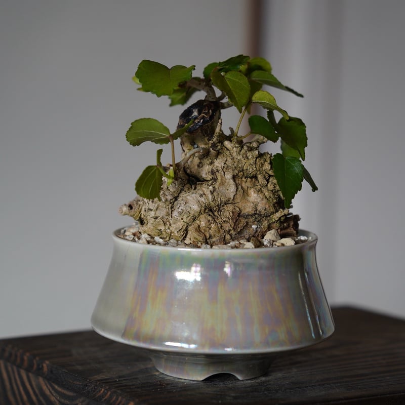 13］ミニオオハマボウ Hibiscus Tiliaceus × 坂本新 作「 LUSTER