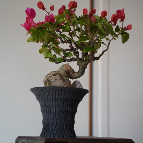 ［09］ブーゲンビリア レッド Bougainvillea × 沖誠「 Bark / upper spread 」4号鉢 笠間焼