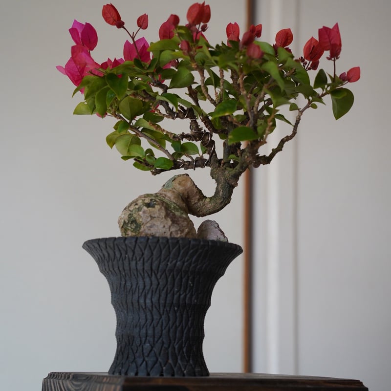 09］ブーゲンビリア レッド Bougainvillea × 沖誠「 Bark / uppe