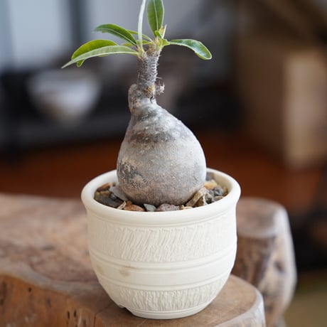 パキポディウム グラキリス × 與那嶺大輔 作「琉球飛び鉋 / 白 」やちむん 植木鉢 ［No.60］