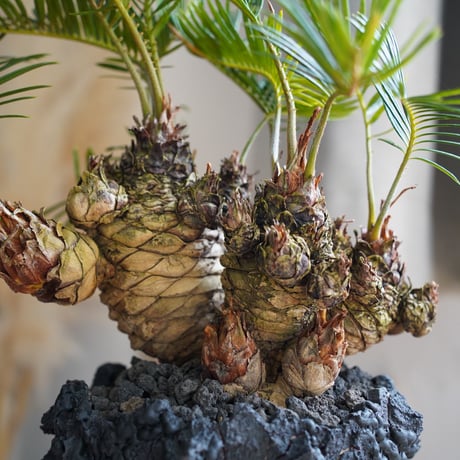 ［07］短小多頭ソテツ Cycas revoluta × G.O.A.T「 GODZILLA 」5号鉢