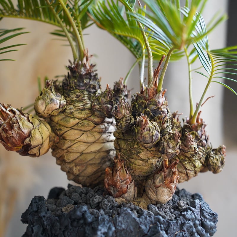 07］短小多頭ソテツ Cycas revoluta × G.O.A.T「 GODZILLA
