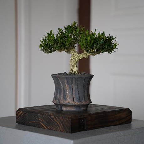 CATEGORY 暁 - AKATSUKI - | 陶賊 -TOUZOKU- bonsai & CATEGORY 暁 - AKATSUKI - | 陶賊 -TOUZOKU- bonsai &