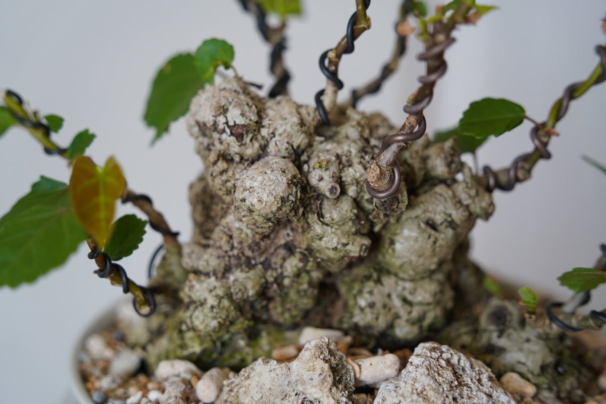 ✨✨✨オオハマボウ【麗イボ系◎珊瑚山形】検/ユウナ/美株品 ✨✨✨オオハマボウ【麗イボ系◎珊瑚山形】検/ユウナ/美株品