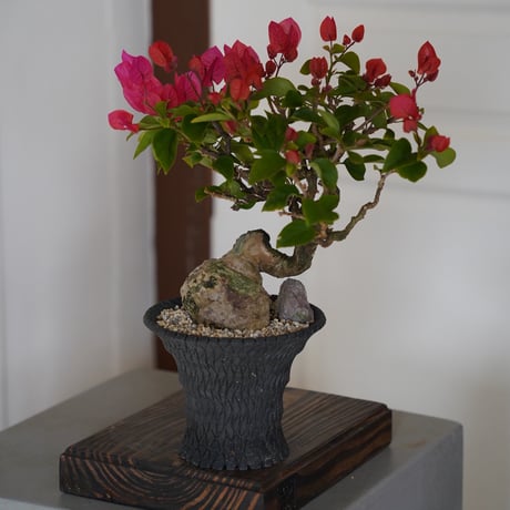 ［09］ブーゲンビリア レッド Bougainvillea × 沖誠「 Bark / upper spread 」4号鉢 笠間焼