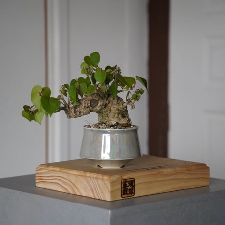 CATEGORY オオハマボウ(ユウナ) | 陶賊 -TOUZOKU- bonsai & po CATEGORY オオハマボウ(ユウナ) | 陶賊 -TOUZOKU- bonsai & po