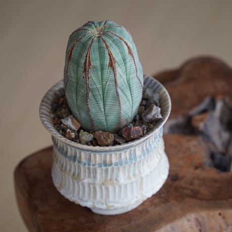 ユーフォルビア オベサ 木質化 φ7.5cm〈メス〉 × 杉山悠 作 4号 植木鉢 ［No.36］