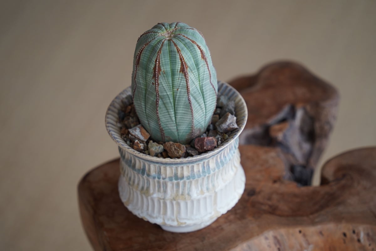 ユーフォルビア オベサ 木質化 φ7.5cm〈メス〉 × 杉山悠 作 4号 ユーフォルビア オベサ 木質化 φ7.5cm〈メス〉 × 杉山悠 作 4号