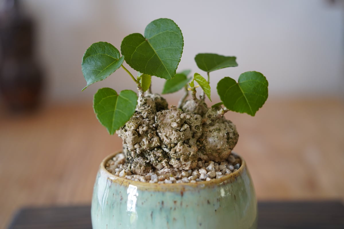 09］ミニイボオオハマボウ Hibiscus Tiliaceus × 磯部祐介 作