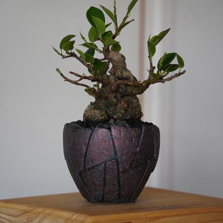 ［31］美形 微イボ ガジュマル Ficus microcarpa × 沖誠 作「 Rivet / Round」3号鉢