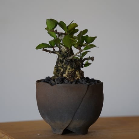 ［33］ハリツルマサキ Gymnosporia diversifolia × 木村直人「輪花 - rinka- 」2号鉢 笠間焼