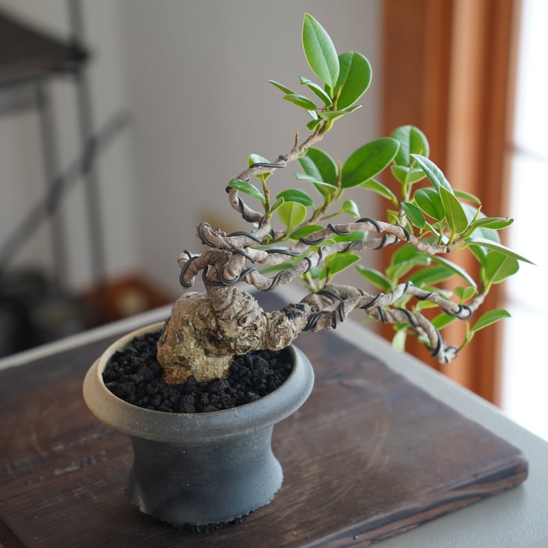 CATEGORY 磯部祐介［いそべ陶苑］植木鉢作品 笠間焼 | 陶賊