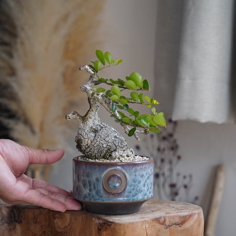 陶賊 -TOUZOKU- bonsai & pottery