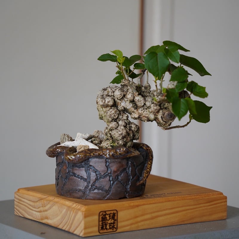 ✨✨✨オオハマボウ【◎マニアックNo.１】検/ユウナ/涼盆栽/麗イボ とても味のあるユウナです、元々山育ちなので個性がすごいです