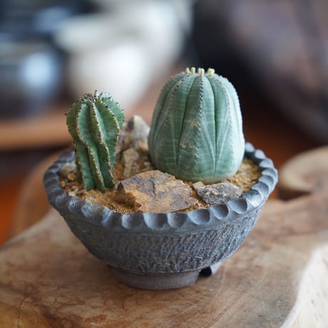 CATEGORY ユーフォルビア - Euphorbia - | 陶賊 -TOUZOKU- b CATEGORY ユーフォルビア - Euphorbia - | 陶賊 -TOUZOKU- b