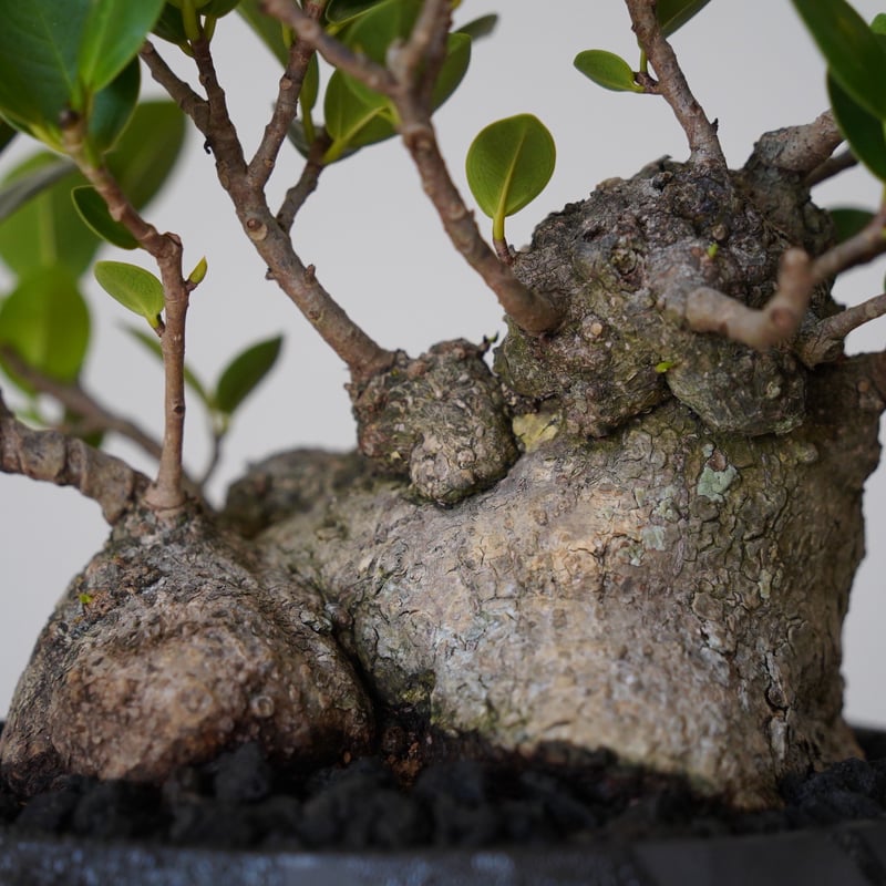 08］低重心ガジュマル Ficus microcarpa × 穂高隆児 「 暁 」6号