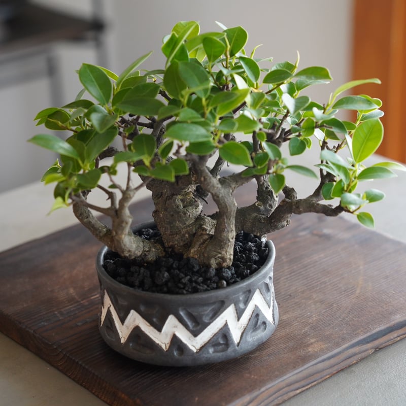 手作植木鉢Mサイズ 【WYM絆プロデュース】塊根植物 観葉植物Mサイズ