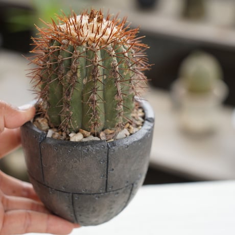 CATEGORY コピアポア - Copiapoa - | 陶賊 -TOUZOKU- bons