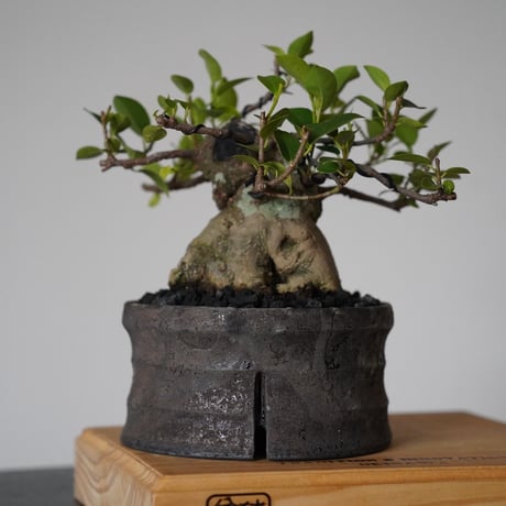 ［11］ドワーフガジュマル Ficus microcarpa × 沼野秀章 「 black wrap 」4号鉢 笠間焼
