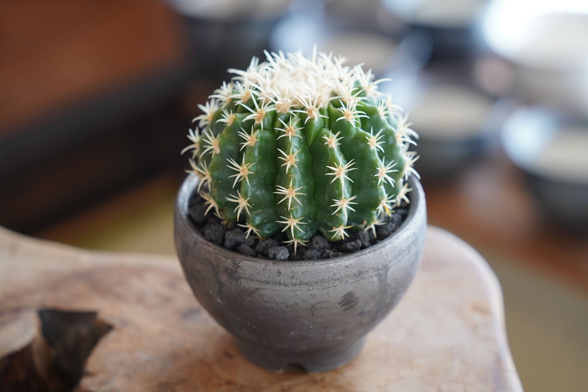 金鯱 短刺 × 松野然 作「ZEN」3号 植木鉢 ［No.29］ | 陶賊 -TOUZOK