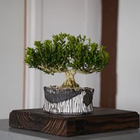 ［63］タイワンツゲ - 金龍 -   × 根本峻吾 S.N POT type.low「 爪牙 - 堕天白 - 」4号鉢
