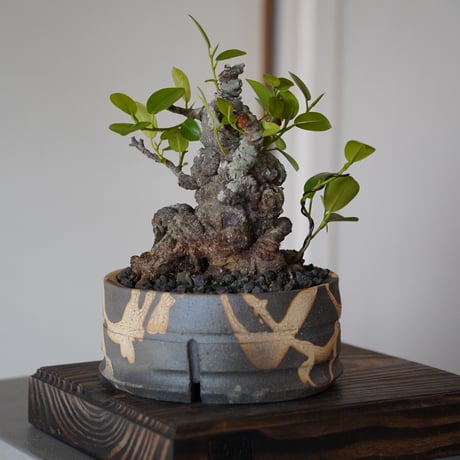 ［06］イボガジュマル Ficus microcarpa ×  沼野秀章 作「 黒二白 」4号鉢 笠間焼