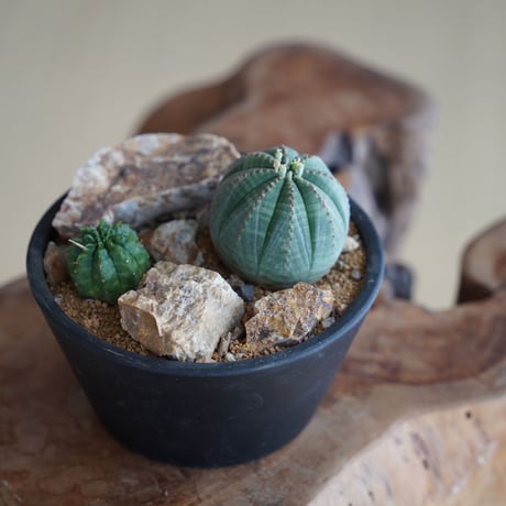 専用　陶器入り　オベサ　オベサ　美模様　幅7.4cm 　ホリダ　信楽焼 CATEGORY ユーフォルビア - Euphorbia - | 陶賊 -TOUZOKU- b