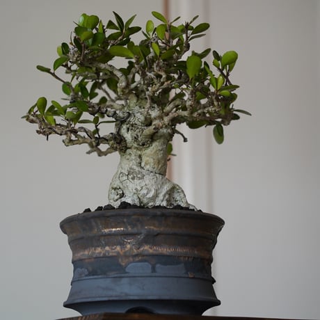 ［65］直幹 ハリツルマサキ Gymnosporia diversifolia × 磯部祐介「瓦」5号鉢 笠間焼